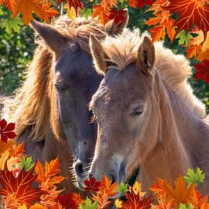 Meet your Posher, Shirley adams